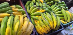 Banano criollo