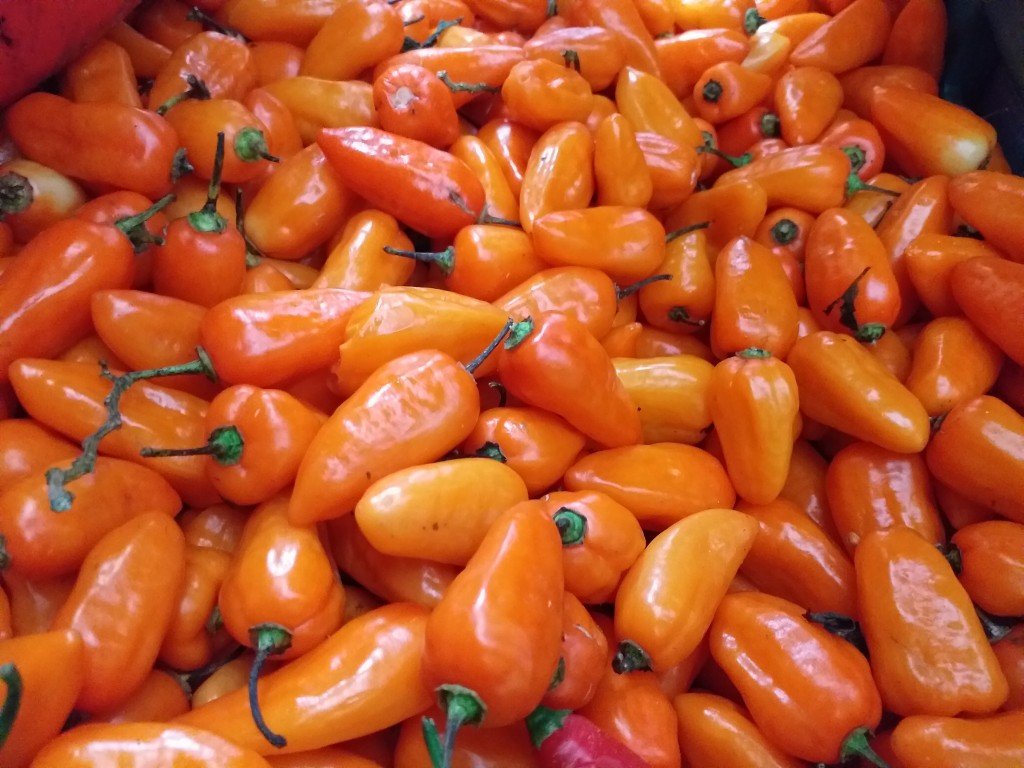 Aji habanero amarillo