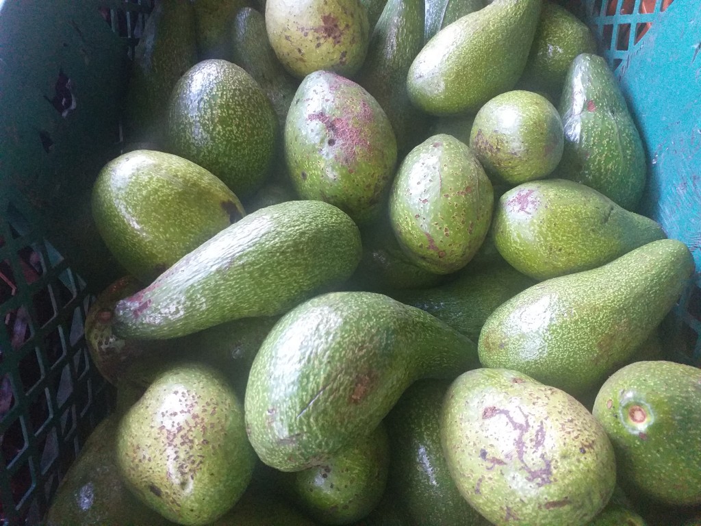 Aguacate criollo