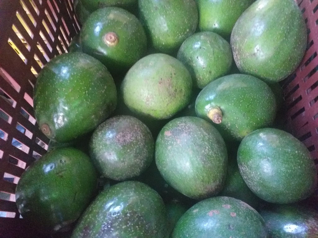 Aguacate choquette