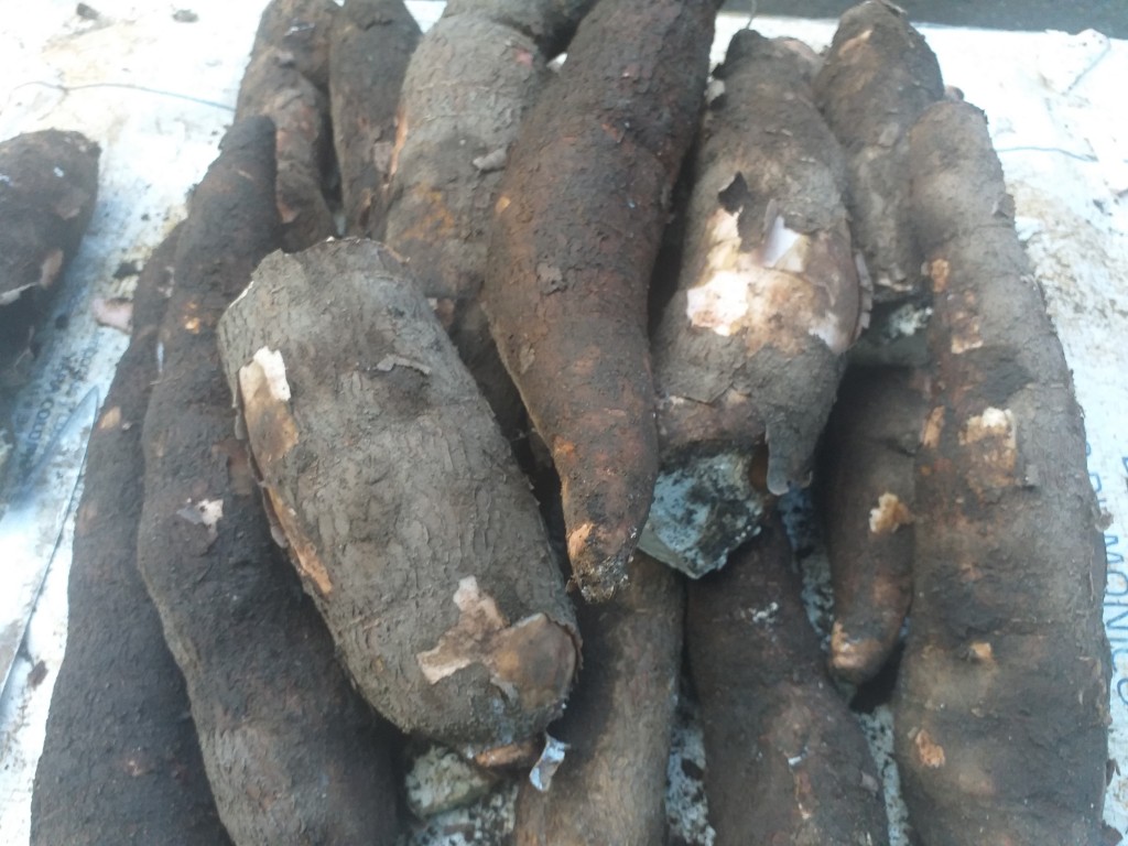 Yuca