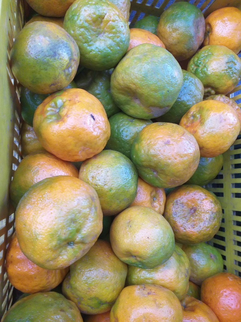 Mandarina oneca