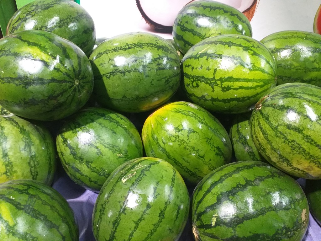 Sandia baby