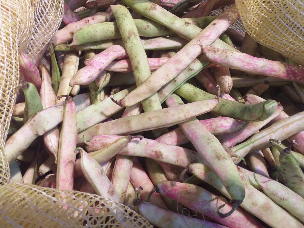 Frijol verde en vaina