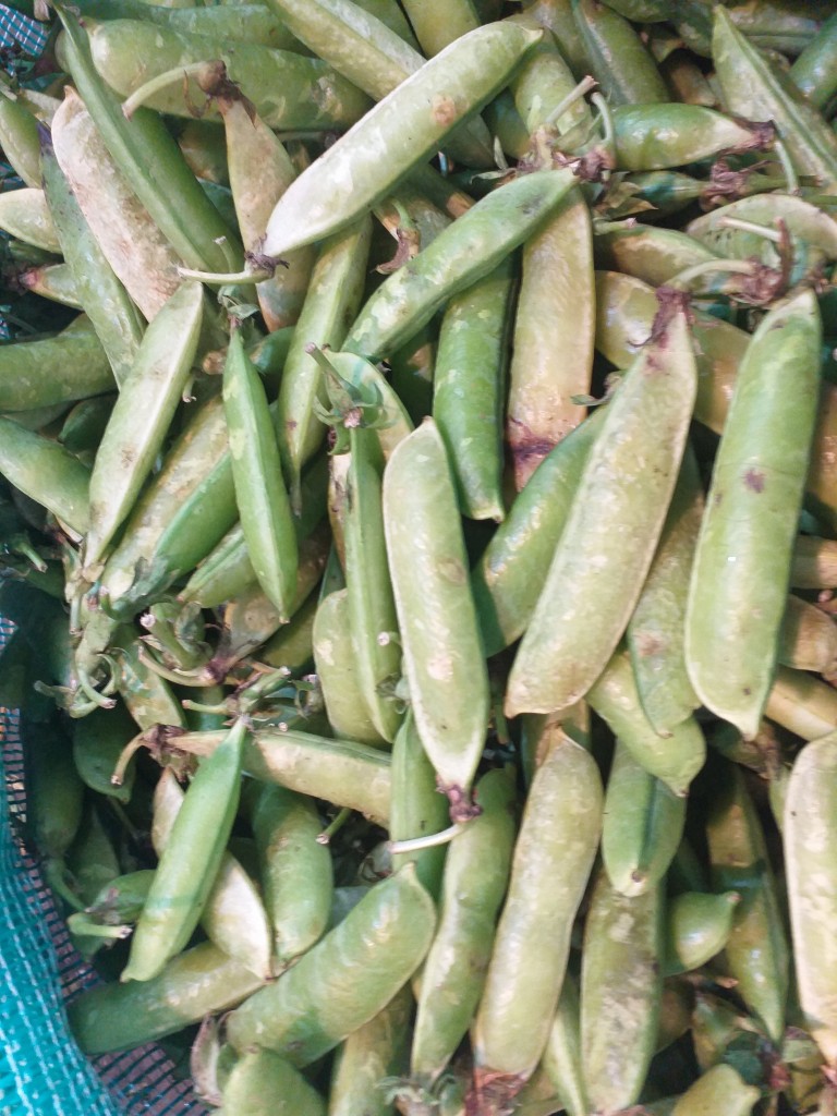 Arveja
