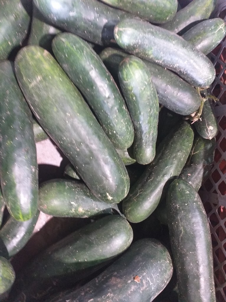 Pepino cohombro