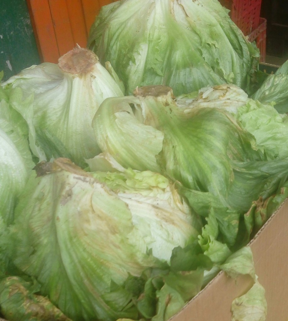 Lechuga Batavia
