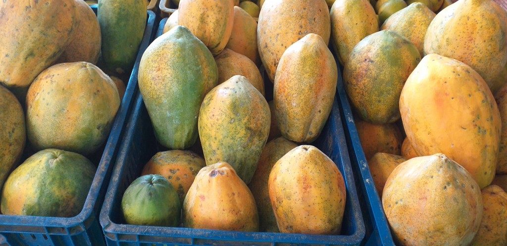 Papaya costeña