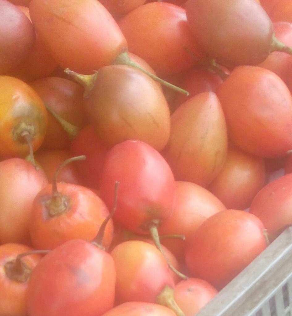 Tomate de arbol5