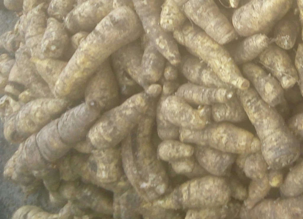 Arracacha