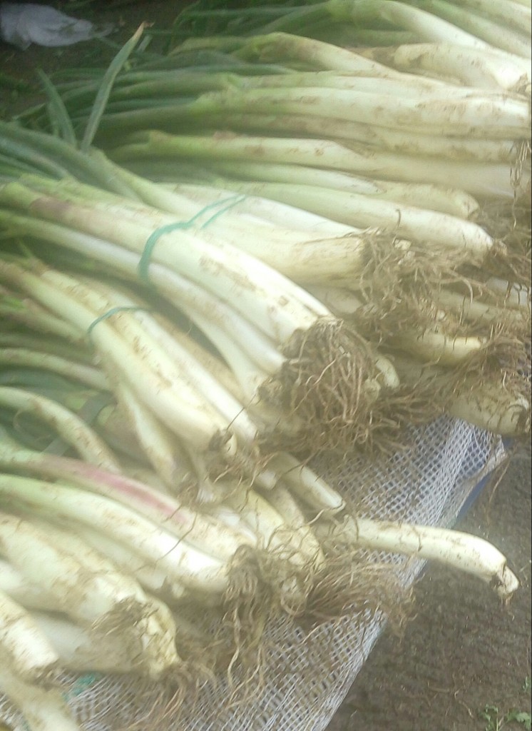 Cebolla larga