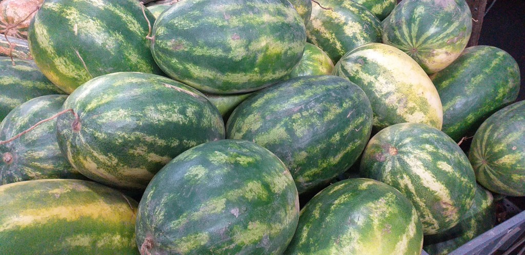 Sandia comun