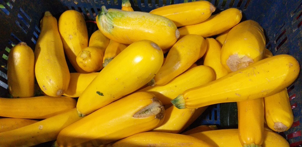 Zucchini amarillo