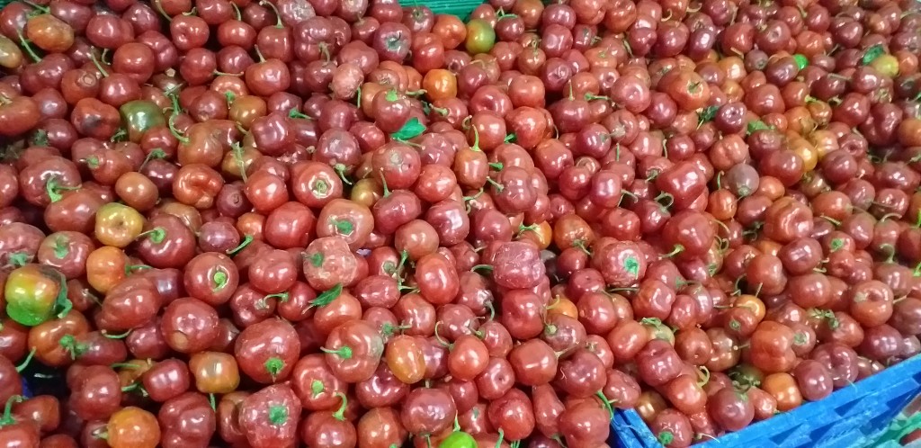 Aji picante "rocoto"