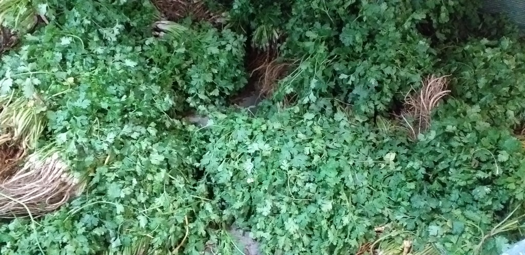 Cilantro