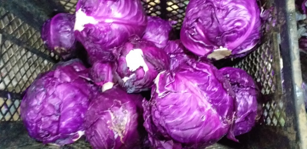 Repollo morado