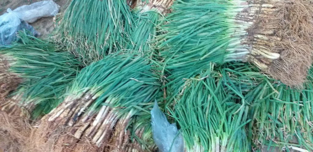 Cebolla de rama