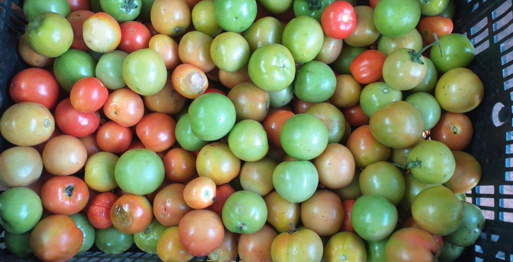 Tomate chonto parejo