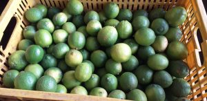 Limon tahitu