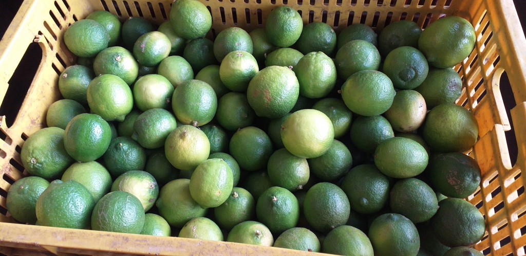 Limon tahitu