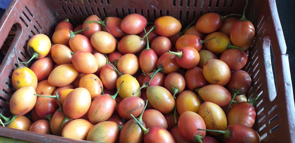 Tomate de arbol
