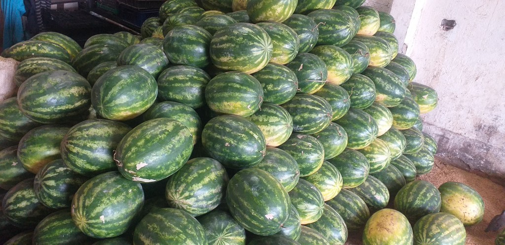Sandia delgada