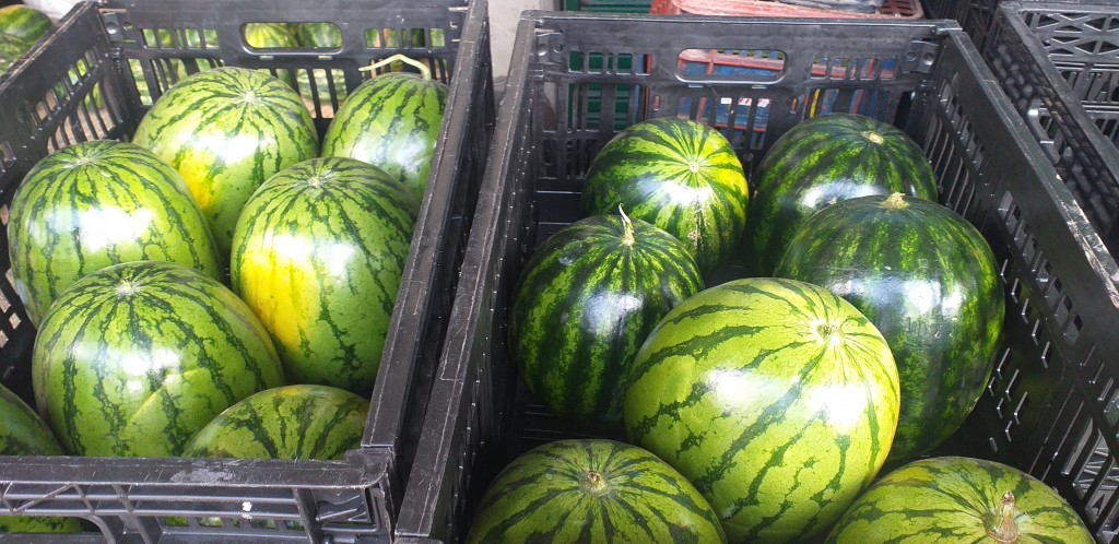 Sandia baby