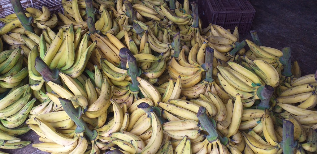Platano maduro
