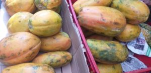 Papaya costeña
