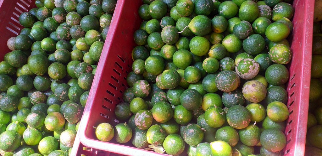 Limon mandarino