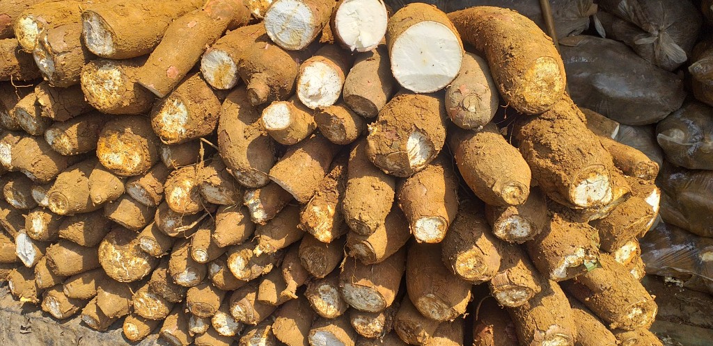 Yuca tierra negra