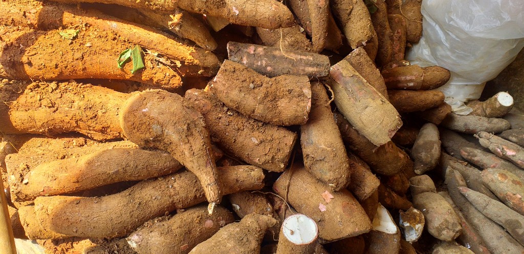 Yuca cuero de sapo