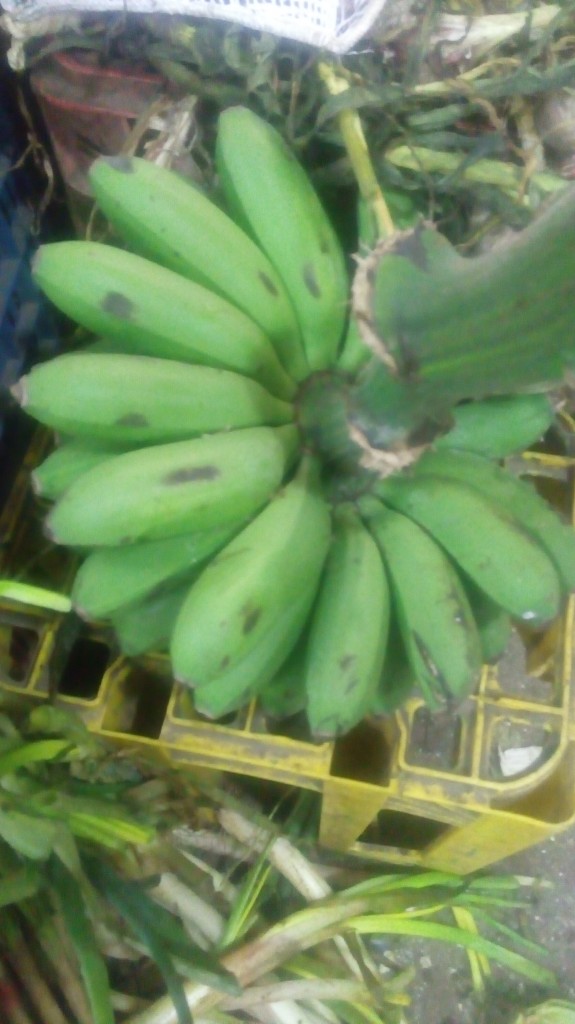 Colicero