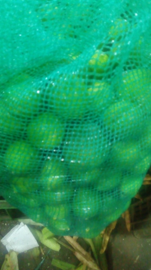 Limon Tahití