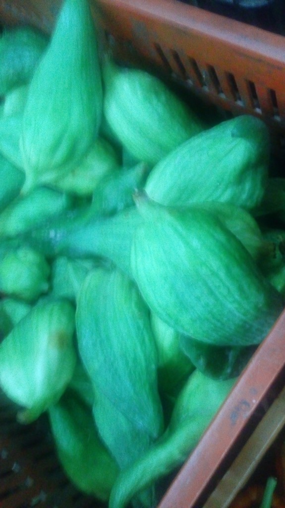 Pepino para guiso