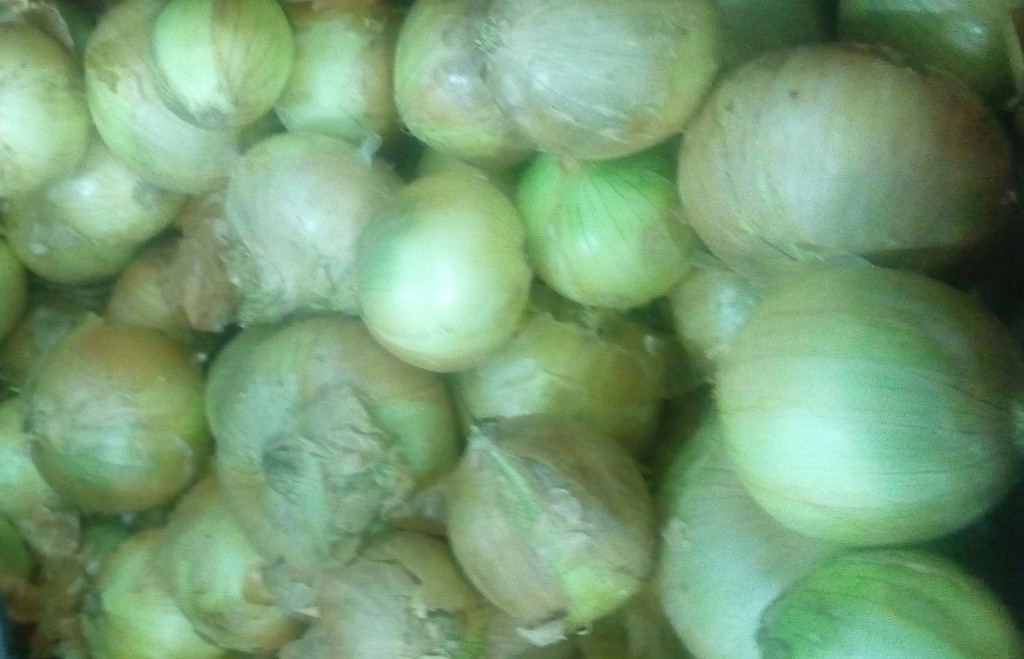 Cebolla cabezona