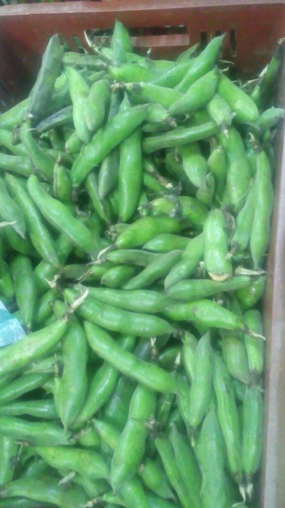 Abas en cascara