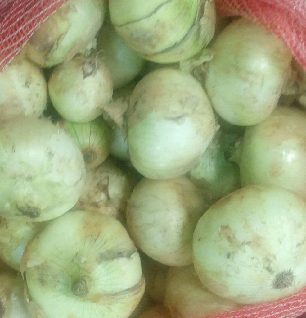 Cebolla cabezona gruesa