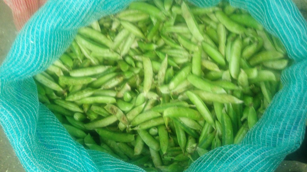 Arveja en cáscara