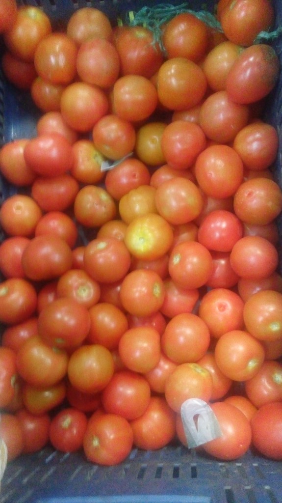 Tomate chonto de primera