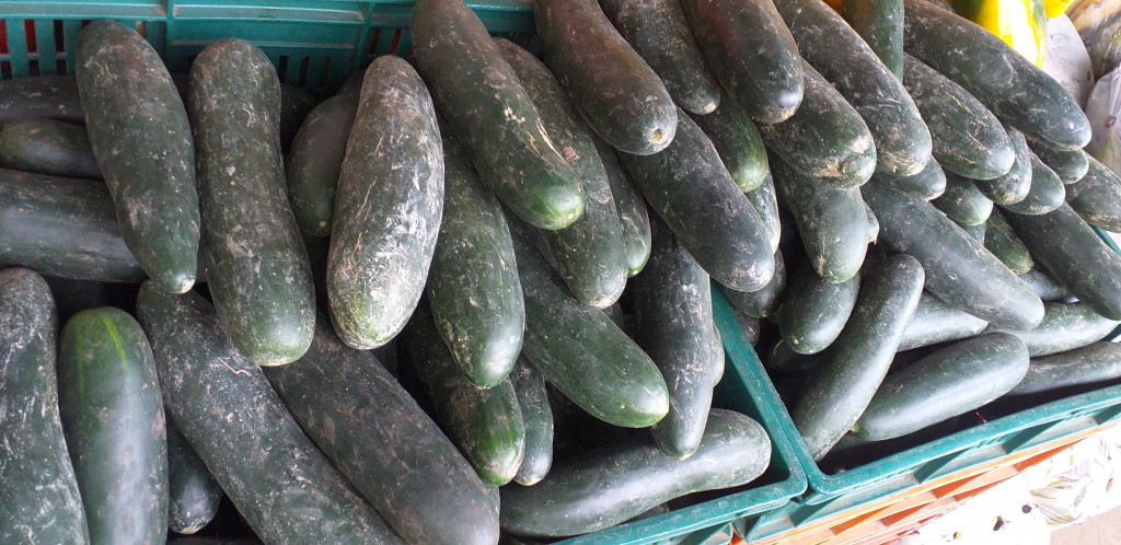 Pepino cohombro