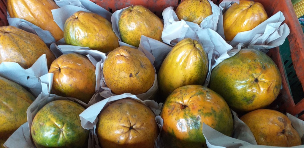 Papaya maradol