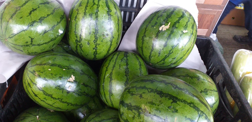 Sandia baby