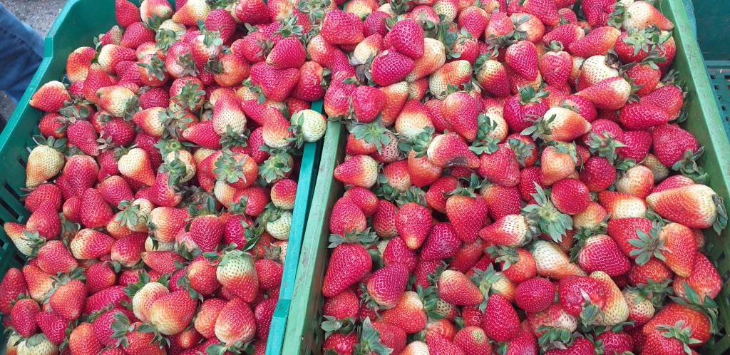 Fresa jumbo
