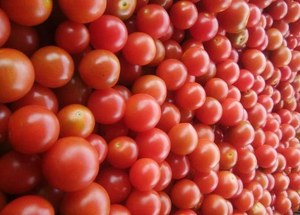 Tomate cherry tropical redondo