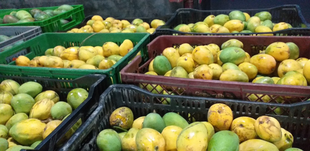 Mango criollo