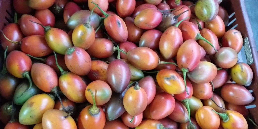 Tomate de arbol