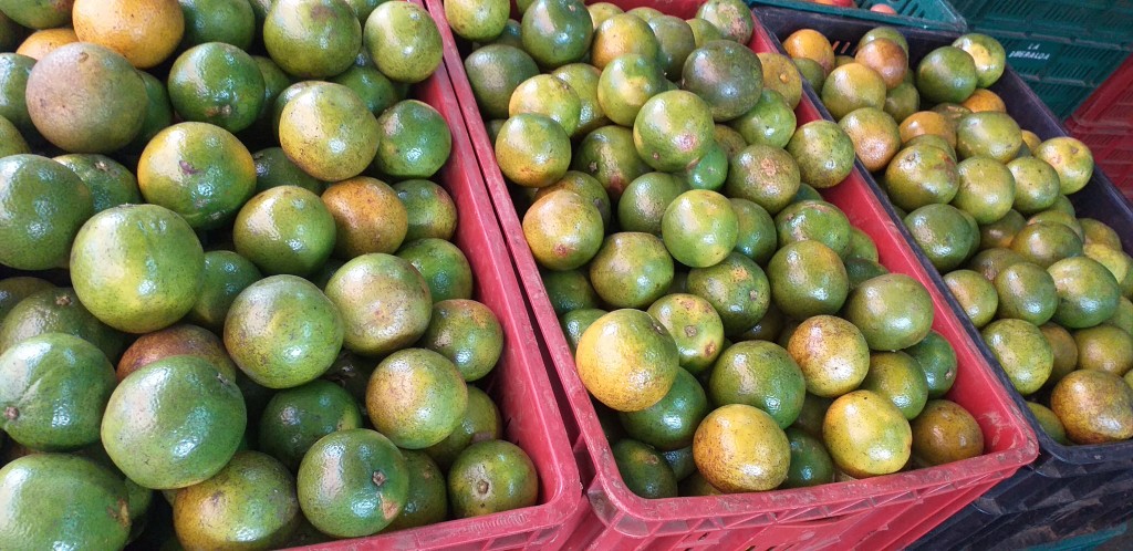 Mandarina oneco pareja