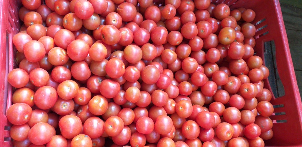 Tomate cherry