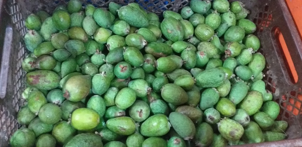 Guayaba feijoa
